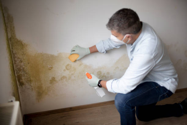  Follansbee, WV Mold Removal Pros